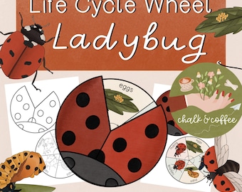 Rueda de mariquita Ciclo de vida imprimible de la artesanía preescolar de mariquita - Actividad Insectos escolares Recursos escolares Actividad animal de educación en el hogar