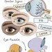 Parts of the Eye Center Signs - Human Body Study Puzzle and Flash Cards ...