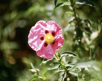 Helios-44-2 estilo Petzval, 58 mm f/2, objetivo vintage con bokeh giratorio