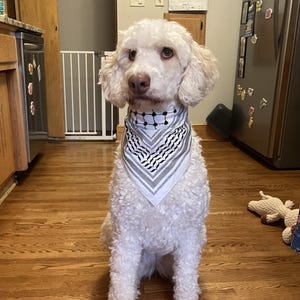 May include: A white dog with curly fur sits on a wooden floor, wearing a black and white patterned bandana around its neck. The bandana has a geometric design. The dog is looking directly at the camera.