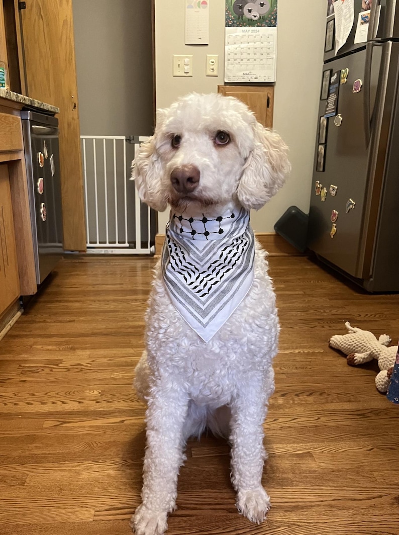 May include: A white dog with curly fur sits on a wooden floor, wearing a black and white patterned bandana around its neck. The bandana has a geometric design. The dog is looking directly at the camera.