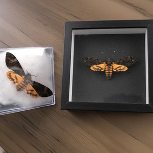 Real Insect Framework, Real Death Moth, Insect Frame Drying Specimen, Wall Art Decoration Art Strange Family Decoration