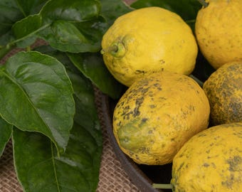 Citron fait main | Céramique | Taille réelle