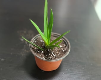 Aloe Vera in 4in pot