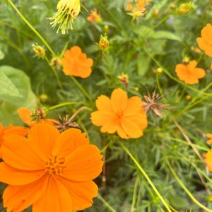 Cosmo Flower Seeds: 200 seeds, Pollinator Friendly