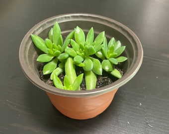 Succulent leaf cuttings