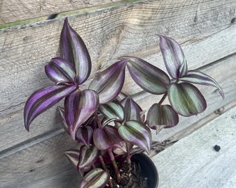 Tradescantia zebrina - wandering Jew plant, fast growing colorful plant