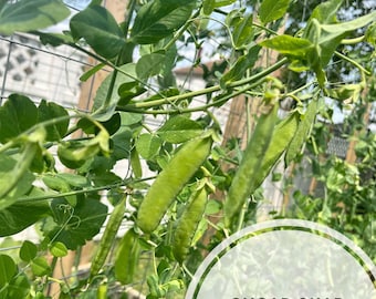 Sugar snap pea seeds