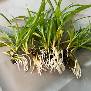 Spider plant cuttings bundle