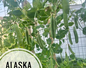 Snow pea seeds