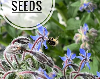 Borage flower seeds