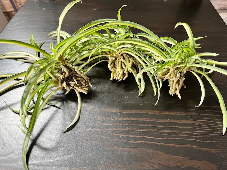 Spider plant cuttings bundle image 2