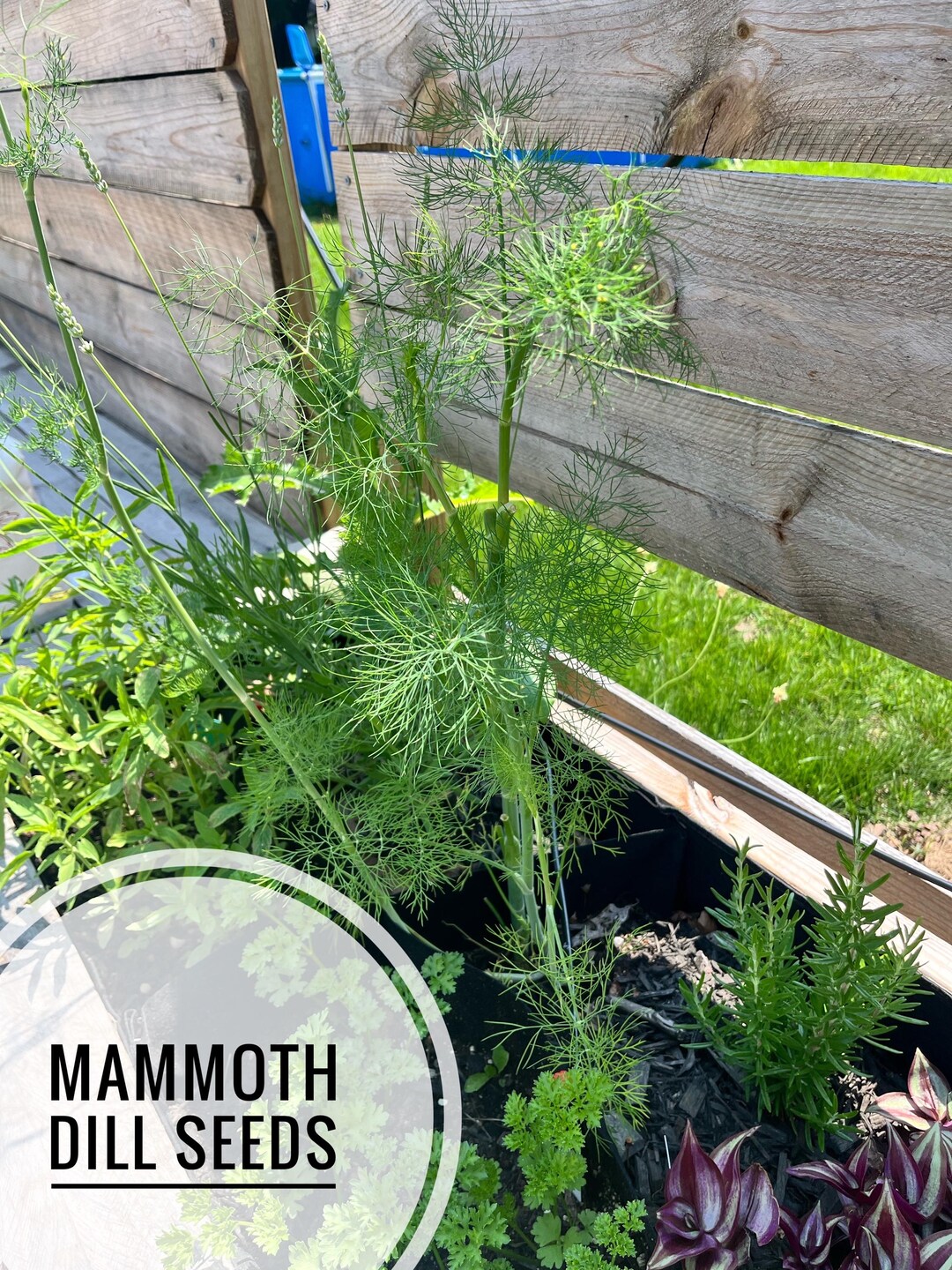 Mammoth Dill Seeds Etsy 