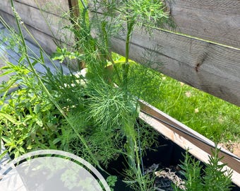 Mammoth Dill Seeds