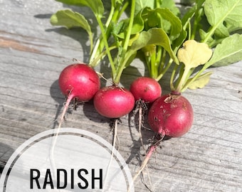 Radish seeds - Cherry Giant