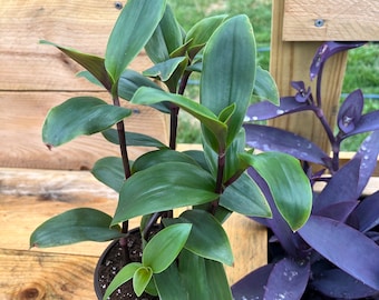Tradescantia Green: Fast growing houseplant