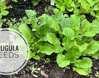 Arugula seeds - 200 seeds