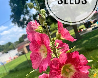 Hollyhock flower seeds