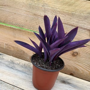 Tradescantia pallida - Purple Heart plant