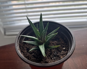 Aloe Vera in 4in pot