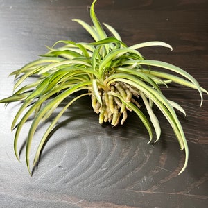 Spider plant cuttings bundle