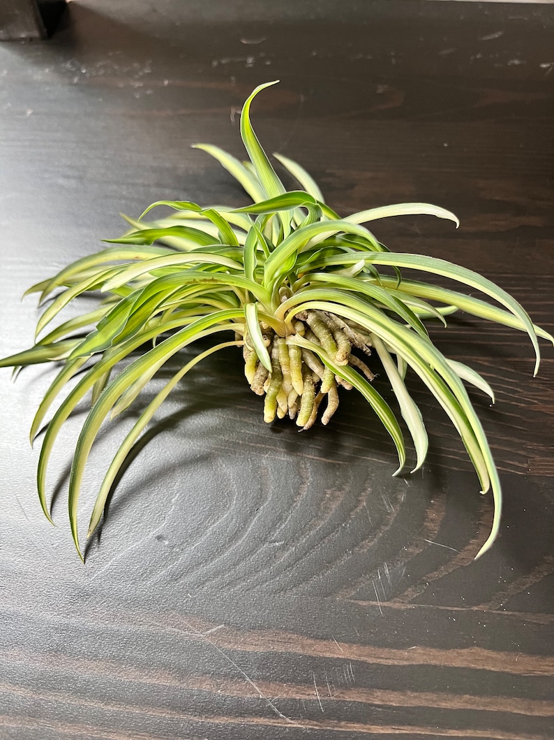 Spider plant cuttings bundle image 1