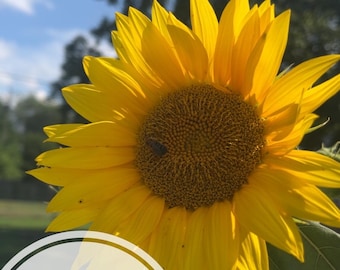 Sunflower seeds - Russian Mammoth variety - 50 seeds