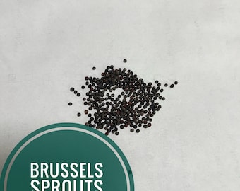 Brussels Sprouts seeds - 200 count - catskill variety