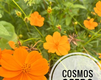 Cosmo Flower Seeds: 200 seeds, Pollinator Friendly