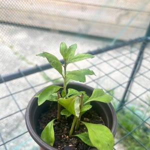 Goji Berry plant cuttings