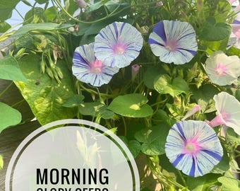 Morning Glory flower seeds