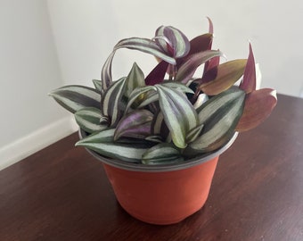 Tradescantia zebrina - wandering Jew plant, fast growing colorful plant