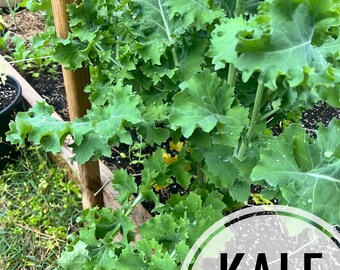 Dwarf Blue Curled Kale Seeds: Heirloom, Non-GMO (200 Seeds)