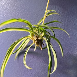 Spider plant cuttings bundle image 3