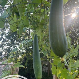 Luffa gourd seeds - grow your own sponge