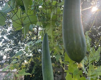 Luffa gourd seeds - grow your own sponge