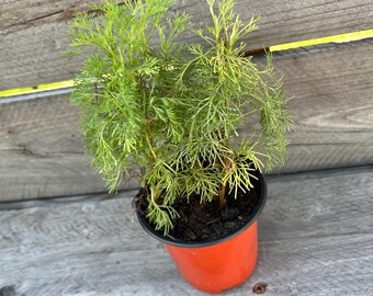 Cola plant - Fast growing, perennial herb(Smells like cola)