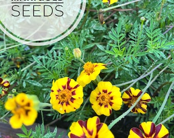 Harlequin marigold seeds