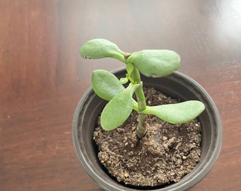 Jade Plant cutting