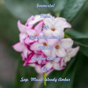 Preorder Ships In October - Empathy Perfumes - Immortal - EDP - 1ml Sample Artisanal Niche Fine Fragrance
