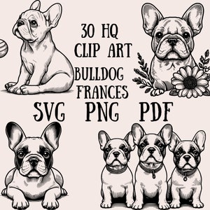 Puede incluir: Ilustraciones en blanco y negro de bulldogs franceses en arte lineal. Las ilustraciones incluyen un bulldog sentado solo, un bulldog con flores y tres bulldogs sentados juntos. El texto "30 HQ CLIP ART BULLDOG FRANCES SVG PNG PDF" está incluido en la imagen.