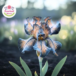 May include: A blooming iris flower featuring ruffled petals with a gradient of deep blue and soft peach tones, accented by dark, intricate veining. The flower sits on a green stem with pointed leaves, and a logo reading Everleaf Blooms.