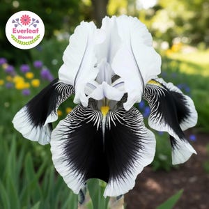 May include: A tall iris flower featuring ruffled white upper petals and deep black lower petals with white edges and fine black veining. A bright yellow center is visible at the base of the petals. The logo Everleaf Blooms is in the corner.