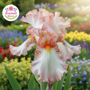 May include: A tall bearded iris flower with ruffled petals in shades of soft pink and white. The falls feature deep reddish-brown veining and a bright orange beard at the center. A circular logo in the corner displays the text Everleaf Blooms.