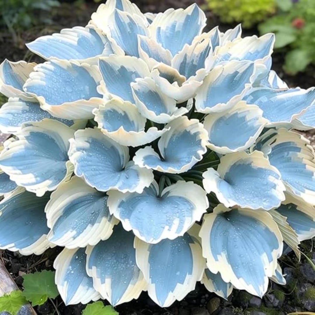 Sky Blue White Hosta Seeds, Variegated Perennial Ornamental Plant ...