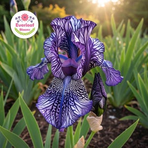 May include: A close-up of a vibrant purple iris flower with intricate white veining patterns. The flower is in full bloom, showcasing its textured petals and a deep purple center. Green foliage surrounds the flower, with the Everleaf Blooms logo in the upper left corner.