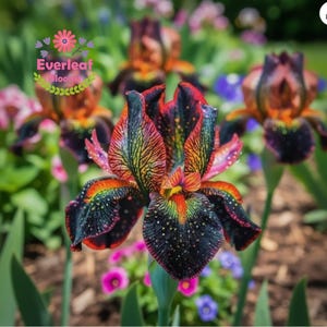 May include: A vibrant iris flower featuring dark purple and black petals with intricate orange and yellow veining and white speckles. The flower has a prominent central structure and is labeled with the text Everleaf Blooms in the upper left corner.