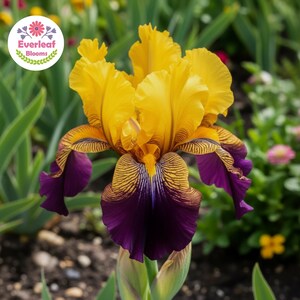 May include: A vibrant iris flower featuring ruffled golden-yellow upper petals and deep purple lower petals with intricate brown veining. The flower is centered, displaying a complex structure with a logo in the corner reading Everleaf Blooms.