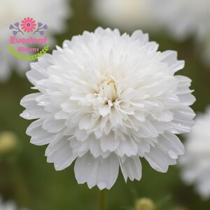 May include: A close-up of a fully bloomed white flower with layered petals. The flower has a fluffy, textured appearance and is set against a blurred green background. Water droplets are visible on the petals. The logo "Everleaf Blooms" is in the upper left corner.