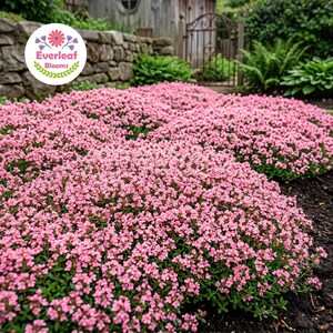 May include: A dense, low-growing ground cover plant featuring a profusion of small, vibrant pink flowers covering dark green foliage. The plant is labeled with a circular logo in the upper left corner that reads Everleaf Blooms.